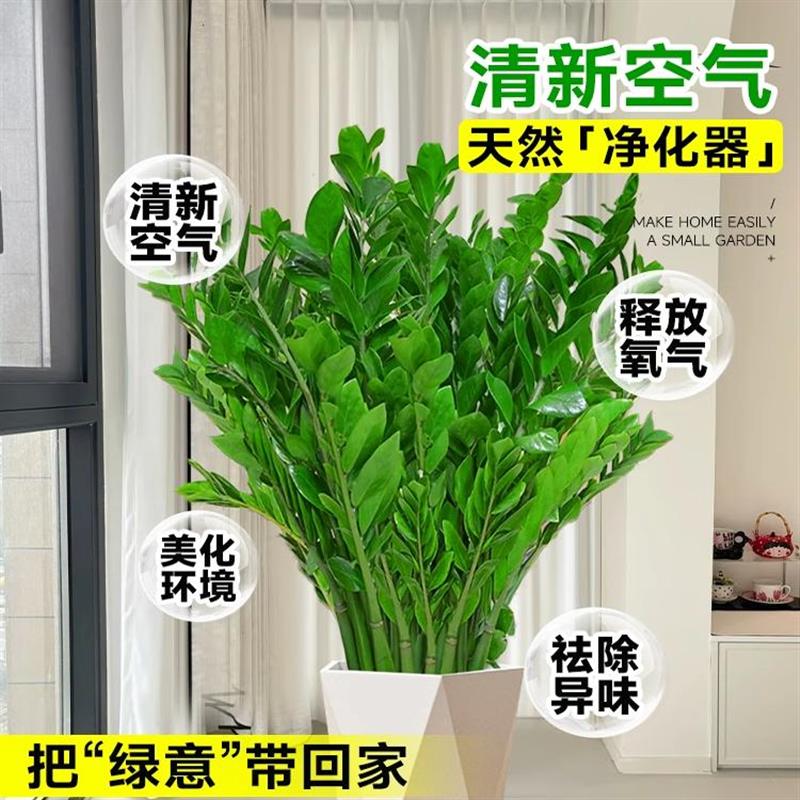 金钱树盆栽客厅大花盆旺宅树办公室内大型好养绿植物乔迁摇钱串子