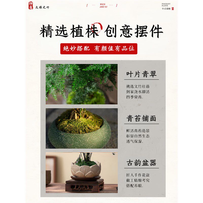 文竹盆栽室内绿植物办公室桌面小盆栽客厅四季常青花卉好养活云竹