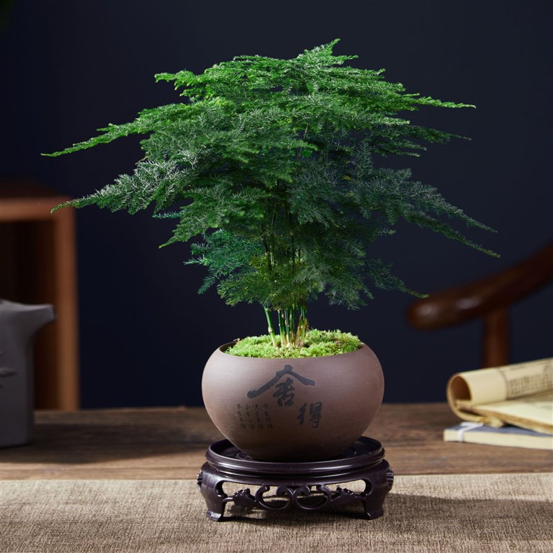 文竹盆栽植物水培客厅懒人小绿植室内办公室花卉大全盆景四季常青