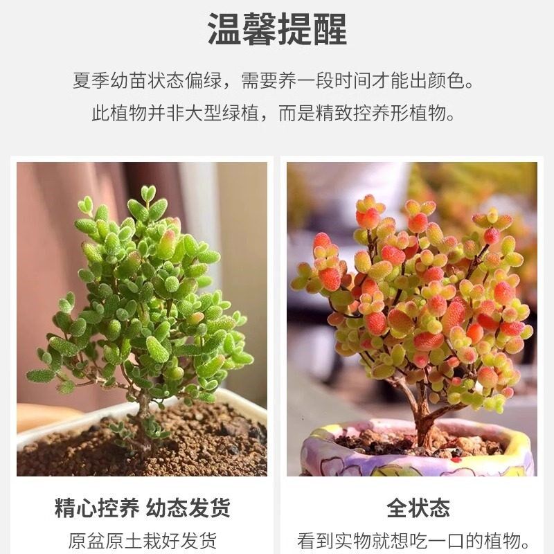 番杏多肉植物糖球枝干花卉高端盆栽稀有品种名贵精品大绿植好养活