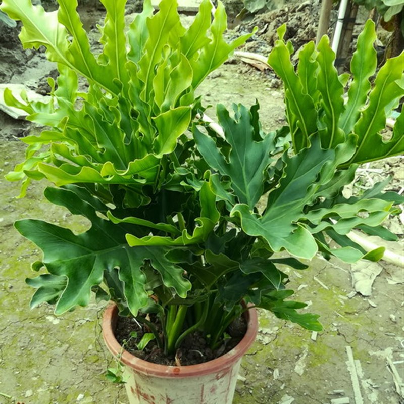 春羽春雨绿植盆栽龟背竹室内办公室客厅观叶植物吸甲醛多省包邮