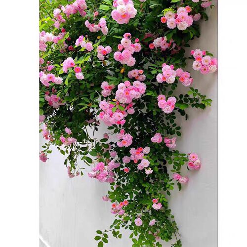 四季粉色木香花苗红白黄木香花群舞爬藤蔷薇花多头开花庭院花园