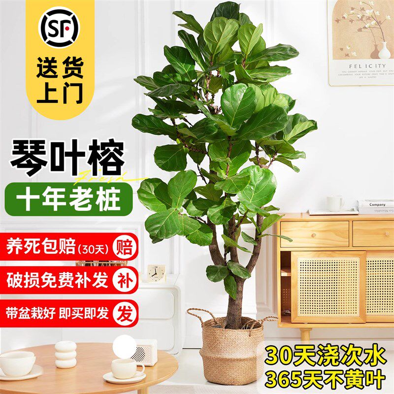 琴叶榕大型绿植室内客厅大叶真花盆栽老桩落地大号四季好养禄植物