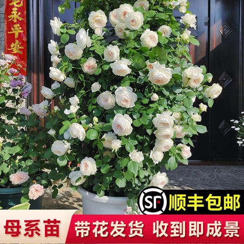 新品灌木月季花苗特大带花玫瑰蔷薇花苗庭院阳台花卉盆栽四季开花