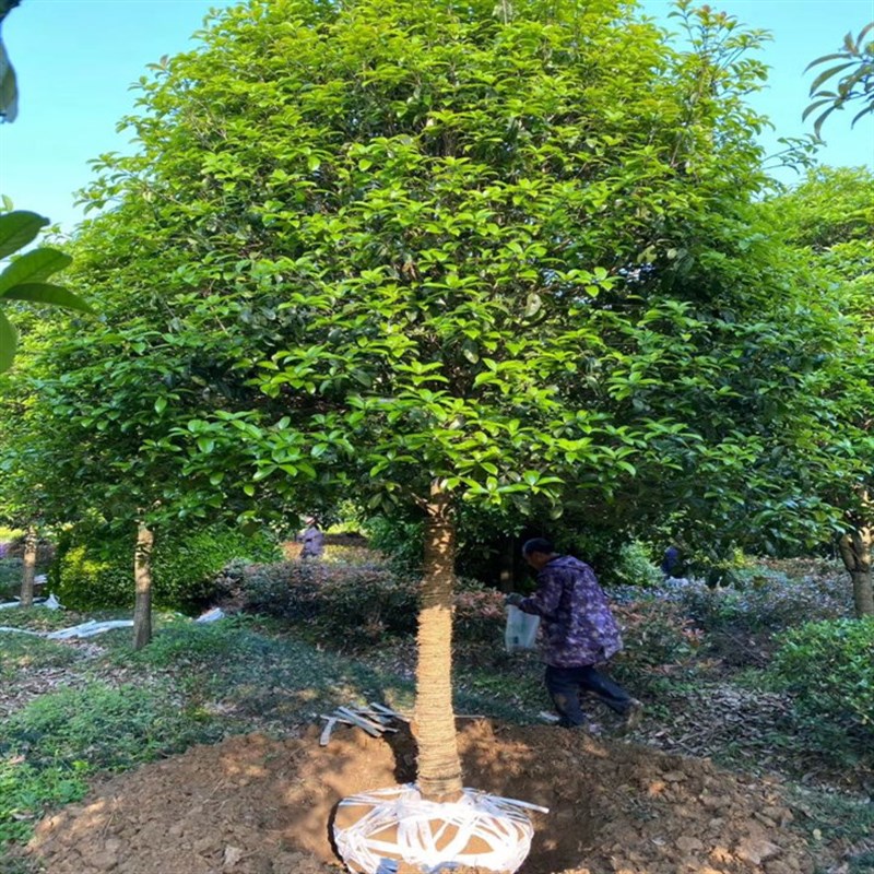 浓香型状元红大型桂花树苗大树八月桂四季桂金桂朱砂桂丹桂盆栽