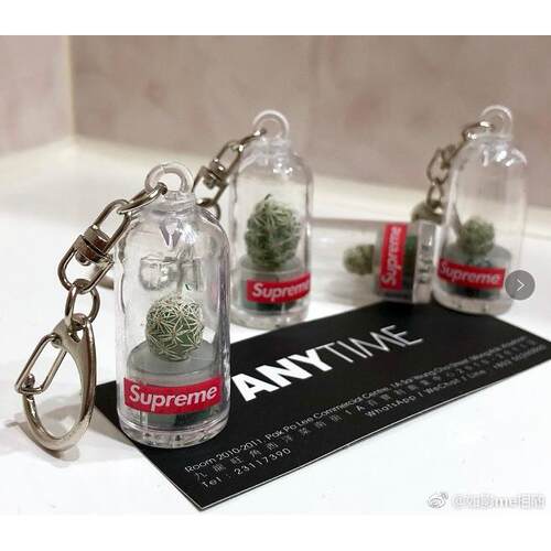 多肉植物挂件 多肉植物挂件创意 仙人掌挂件创意