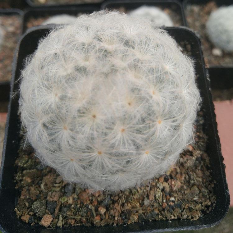 漳州多肉植物约3-4m实生白星裸根 园艺仙人球花卉盆栽绿植