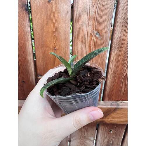 万峰绿缘【胡志明兜兰】室内植物好养庭院兰花盆栽