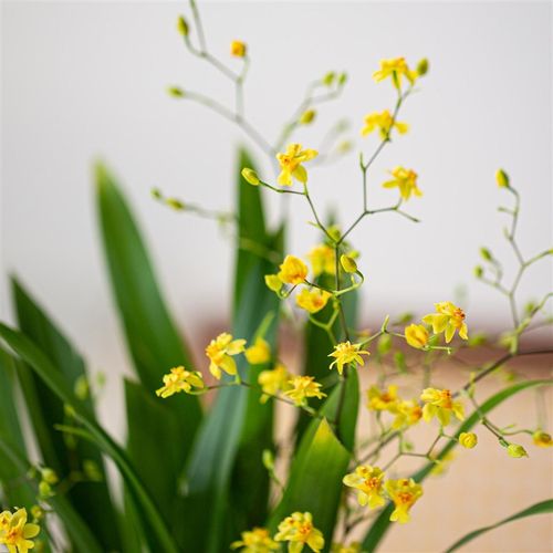 文心兰盆栽带花苞兰花苗石斛兰室内秋冬开花卉植物客厅桌面小绿植