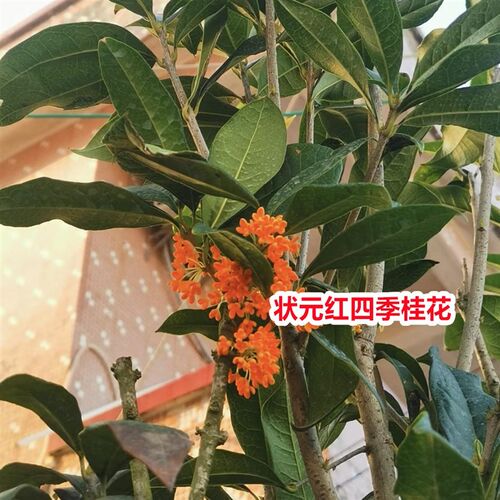 状元红四季桂花树四季开花味道清香丹桂阳台庭院盆栽地栽树苗