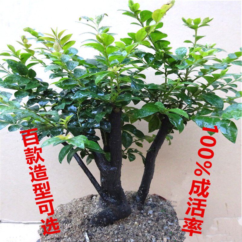 包邮檀香黑檀木老树桩植物盆栽室内桌面绿植小叶紫檀盆景花卉
