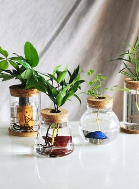 创意水培玻璃花瓶透明微景观生态鱼缸摆件绿萝水养植物插花工艺品