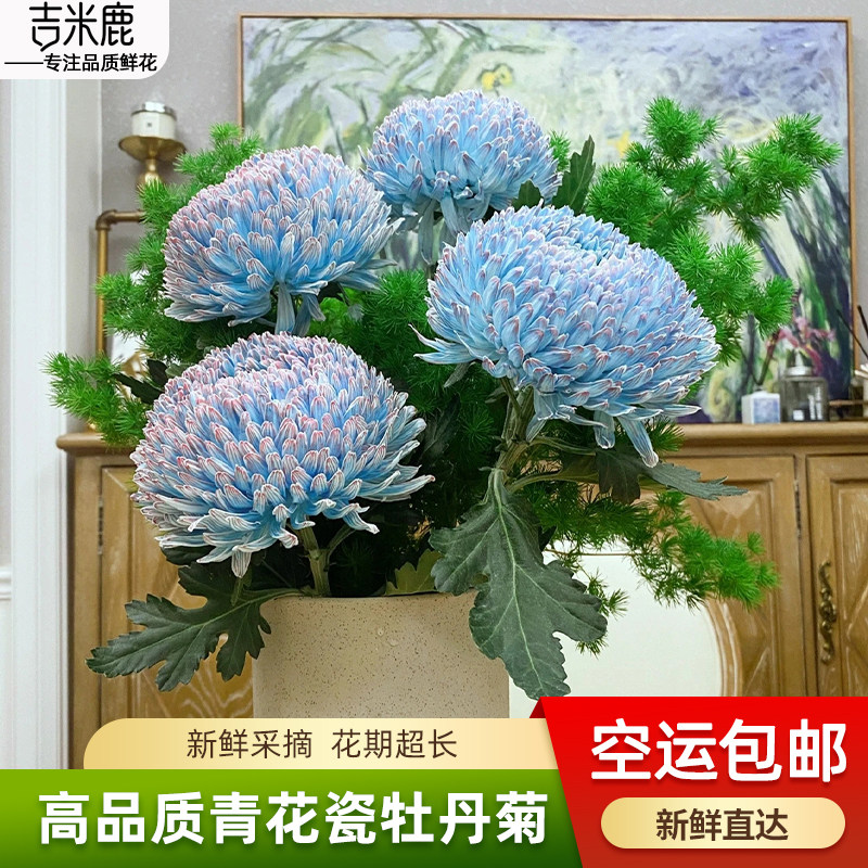 （航空包邮）青花瓷牡丹菊鲜花云南直发鲜切花插花蓝色菊花鲜花束