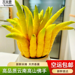 空运佛手柑新果新鲜香橼果高山超大果清供观赏闻香香薰干花摆件