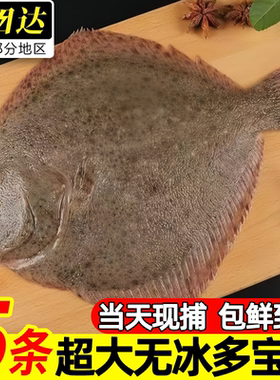 青岛鲜活速冻大个多宝鱼