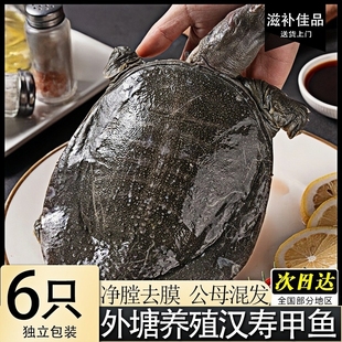 汉寿甲鱼新鲜甲鱼肉净膛去膜生鲜老鳖肉新鲜速冻黑甲鱼批发价顺丰