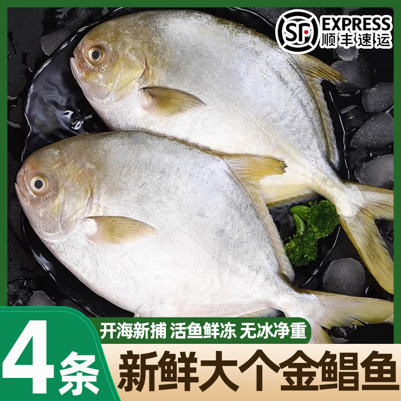 金鲳鱼鲜活速冻鲳鱼新鲜冷冻海鱼金昌鱼平鱼银鱼白鲳鳊鱼整箱顺丰