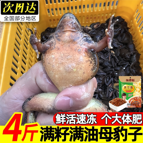 东北林蛙大母豹子鲜活速冻顺丰