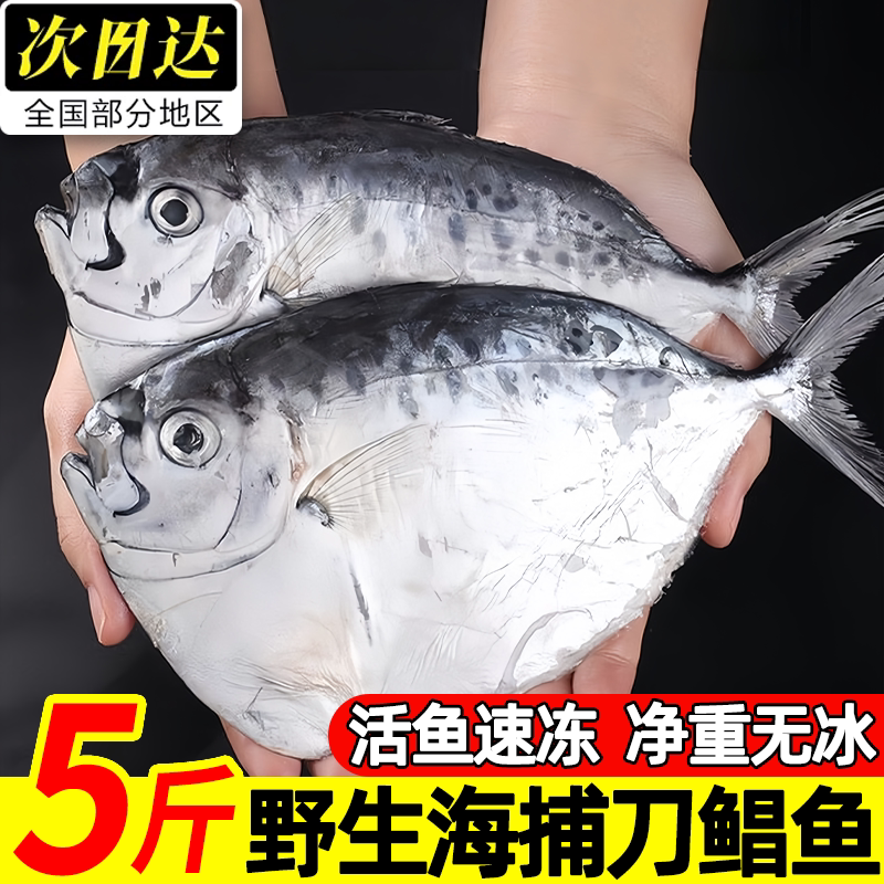 深海刀鲳海捕新鲜冷冻批发