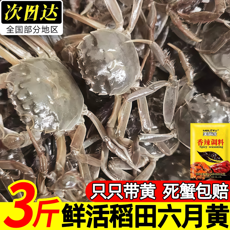 正宗盘锦鲜活六月黄大河蟹现捕