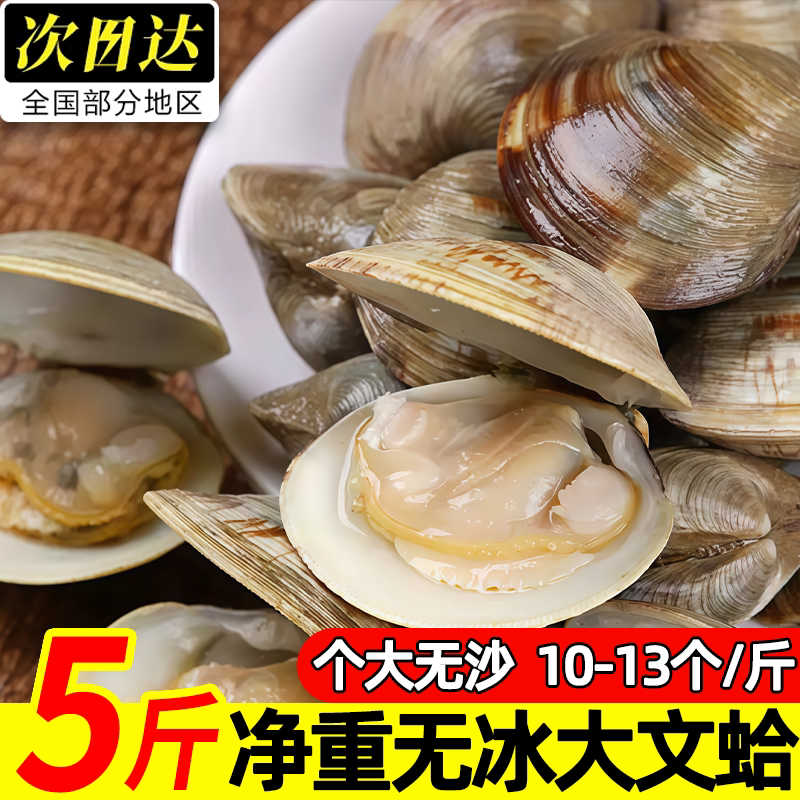 真文蛤滩涂野生鲜活海蛤蜊批发