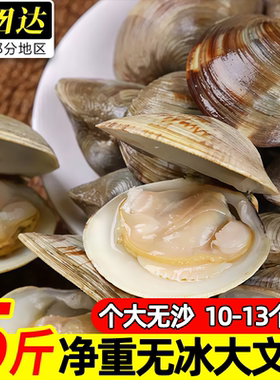真文蛤滩涂野生鲜活海蛤蜊批发