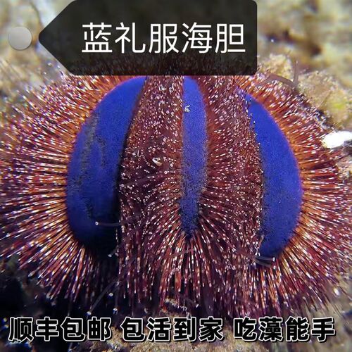 蓝礼服海胆海缸海胆生物吃藻小能手钙藻除藻工具清理生物活体