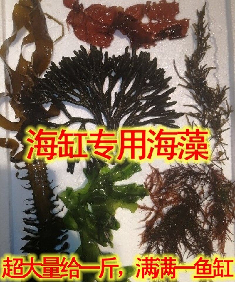 海缸造景鱼缸海藻海草红绿葡萄藻红千层火焰羽毛钢丝鹿角石莼包邮