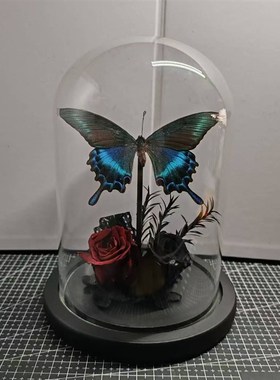绿带翠凤蝶森林绿皇后真蝴蝶标本艺术玻璃罩摆件手工生日收藏礼物
