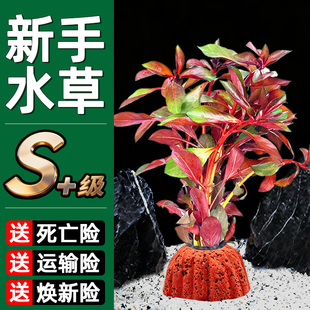 火山石红丁香水草植物鱼缸真草造景摆件养鱼增氧阴性水培净化绿植