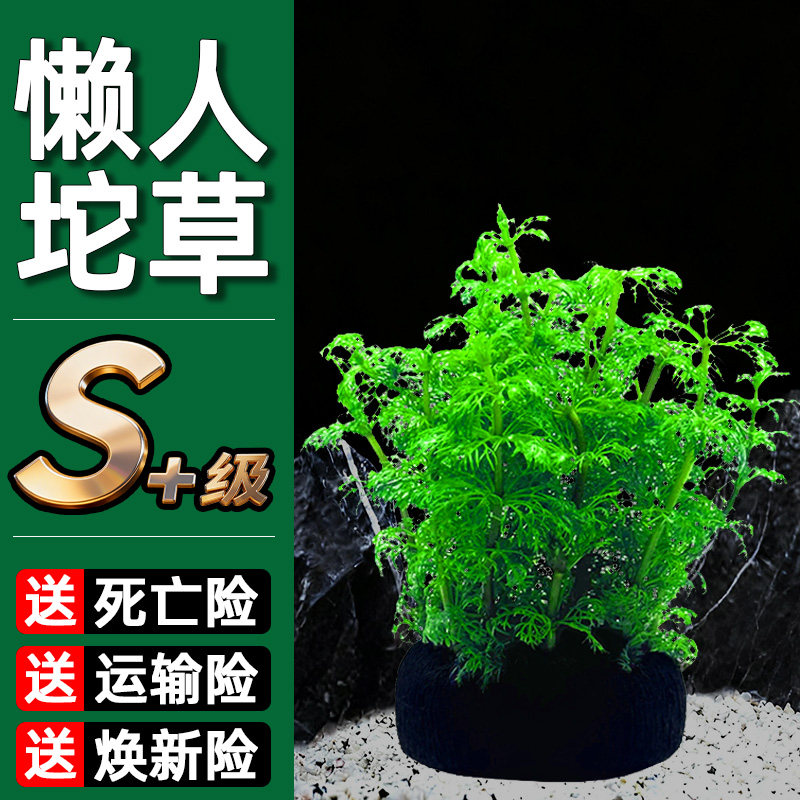 水屿鱼小宝塔坨草鱼缸植物活体水草阴性培绿植造景无需底砂泥土