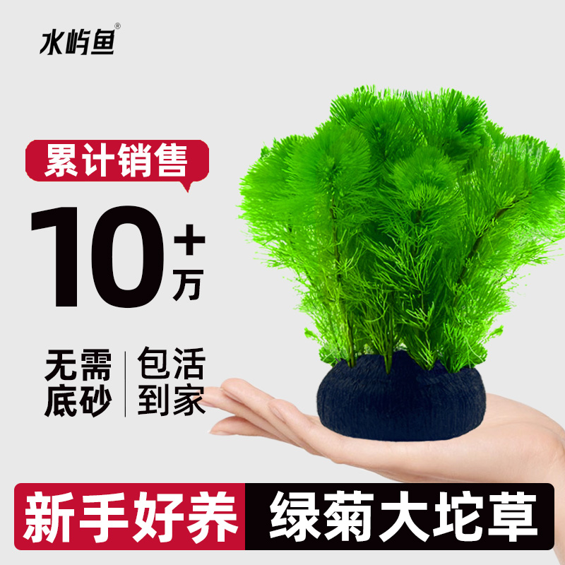 水屿鱼水草绿菊大坨草鱼缸增氧植物水培绿植新手懒人造景无需底砂