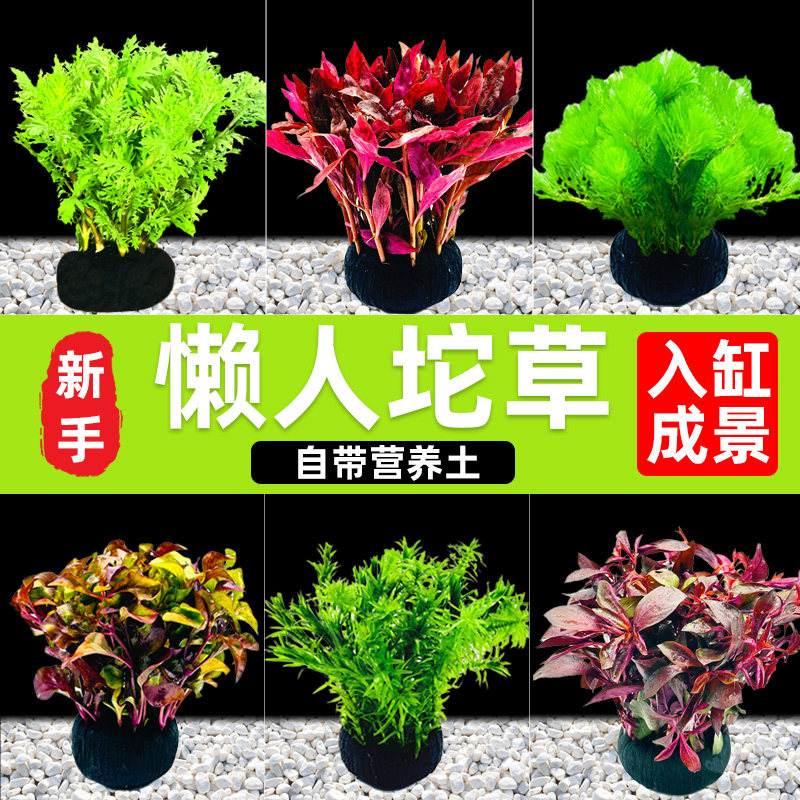 水屿鱼蜈蚣水草坨草鱼缸植物活体增氧阴绿植新手懒人造景无需底砂
