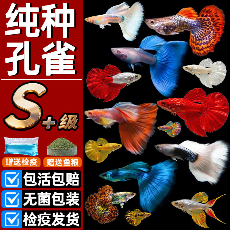 水屿鱼孔雀鱼活鱼观赏鱼缸小鱼苗淡水耐活好养自来水金鱼小型热带