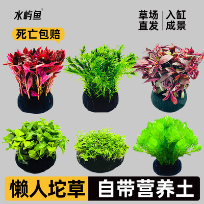 水屿鱼懒人坨草自带水草泥