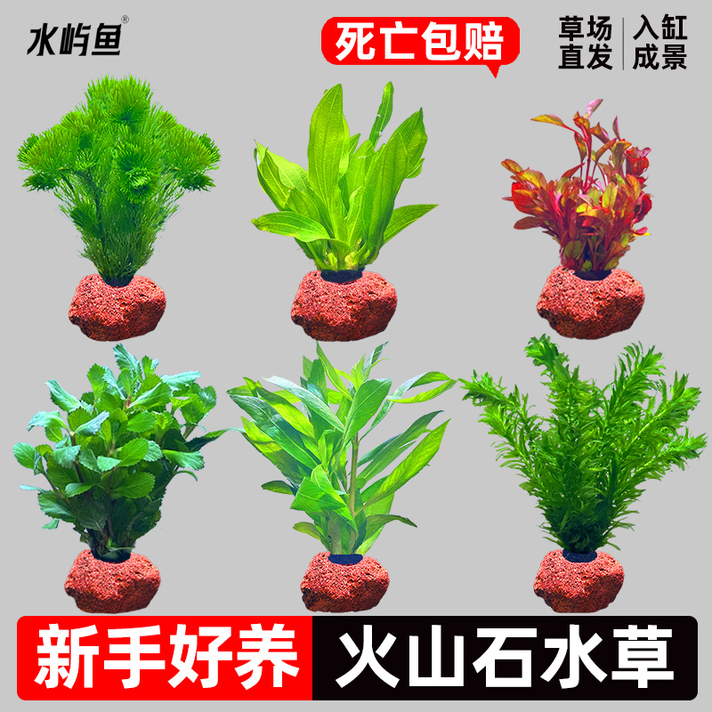 水屿鱼水草植物鱼缸造景阴性水榕蜈蚣绿菊净水培菌新手装饰套餐
