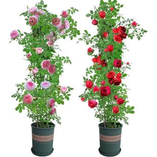 1.5米藤本月季 花蔷薇花浓香型爬藤植物庭院四季 花卉盆栽 玫瑰月季