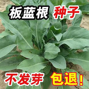 板蓝根种子青菜药食兼用板蓝根苗籽种四季 种植清热解毒植物种孑