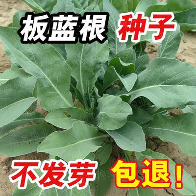 板蓝根种子青菜药食兼用板蓝根苗籽种四季种植清热解毒植物种孑