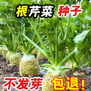 正宗根芹种子球型苗四季播地中海芹菜根阳台盆栽耐热耐寒蔬菜种籽