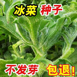四季水晶冰菜种子高钙冻不死长寿菜阳台盆栽秋冬季种籽蔬菜种孑