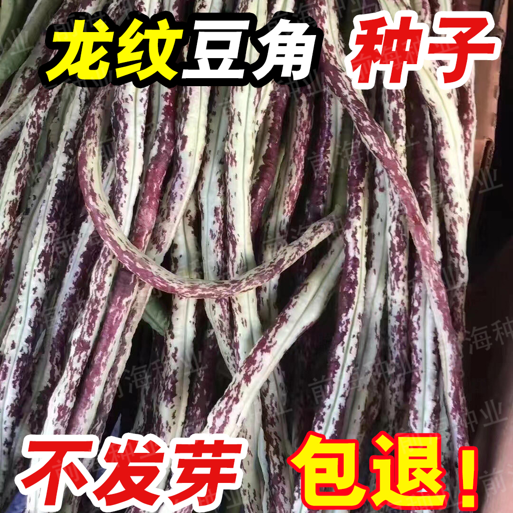 龙纹豆角种子高产花豇豆种籽四季播摘特长架豆田园蔬菜种孑大全