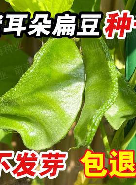 猪耳朵扁豆种子高产大肉眉豆鹊豆藤豆阳台盆栽农家绿色蔬菜种籽
