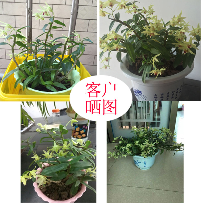 四年铁皮石斛苗 正宗霍山石斛苗 石斛盆栽可食用 室内绿植米斛苗