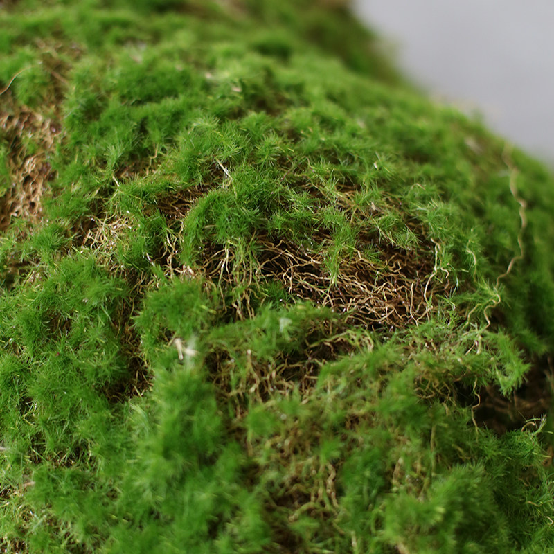 仿真青苔室内软装绿植造景橱窗花园假苔藓微景观永生植物布景摆件