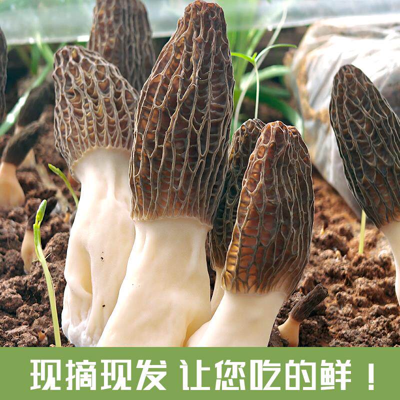 头茬精品新鲜羊肚菌精选礼盒包装煲汤烹饪菌菇现采现发顺丰包邮