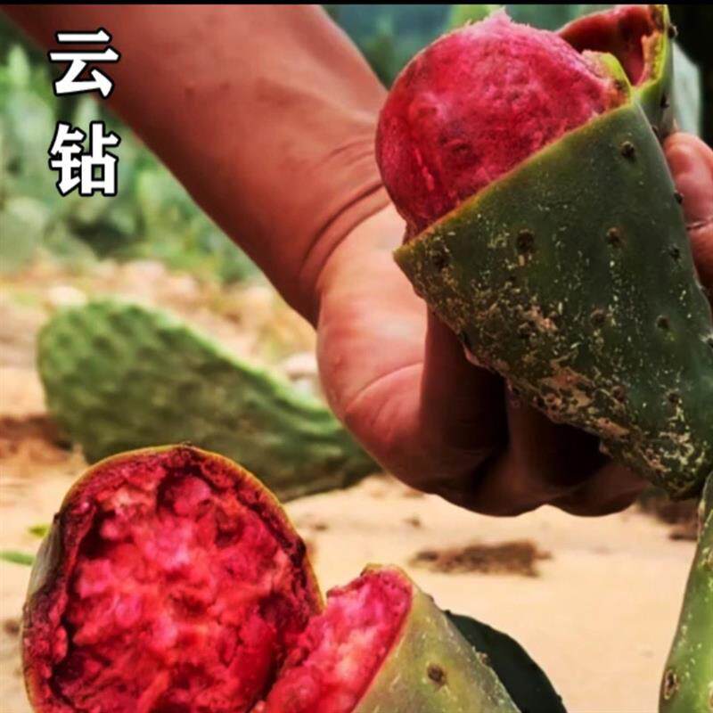 基地直销 云钻红果仙人掌 大红果品种 仙人掌种苗 盆栽 正宗品种