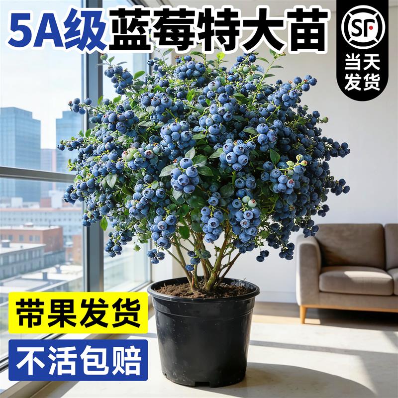 蓝莓树果苗盆栽带大果云南l25花香蓝莓车厘子四季绿植室内结果