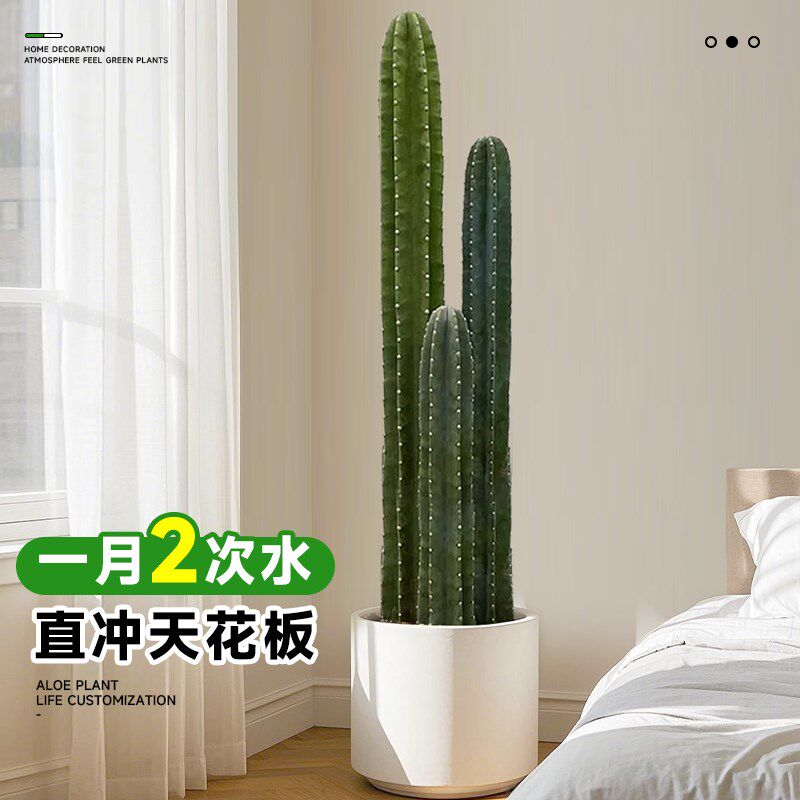 量天尺仙人柱盆栽绿植高级感客厅室内大型植物好养四季仙人掌多肉