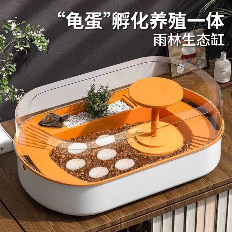 乌龟孵化箱仓套装乌龟蛋可孵化活物适合养的小宠物儿童家养易存活